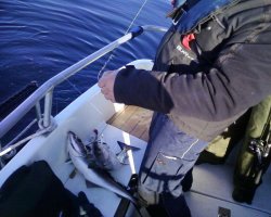 Die Fische wollen ins Boot