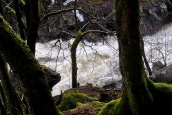 Ob es hier Trolle gibt?